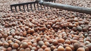 Fındıkta Cinse Göre Fiyat Ayrımına Tepki