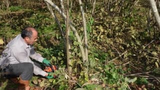 Fındıkta verimi artırmak için seferberlik