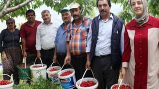 Gazipaşa'da Turfanda Kiraz Hasadı Sürüyor