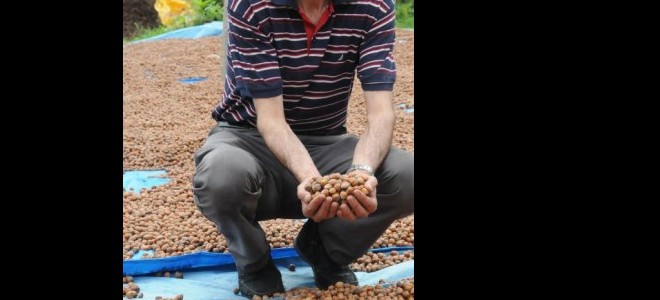 Giresun Ziraat Odası Başkanı, fındıkta Rekabet Kurumu'nu göreve çağırdı