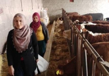 Girişimci Eltiler Besi Çiftliği Kurdu