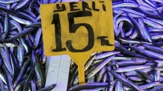 Hamsi Rusya ve Gürcistan'a kaçtı, fiyatlar uçtu