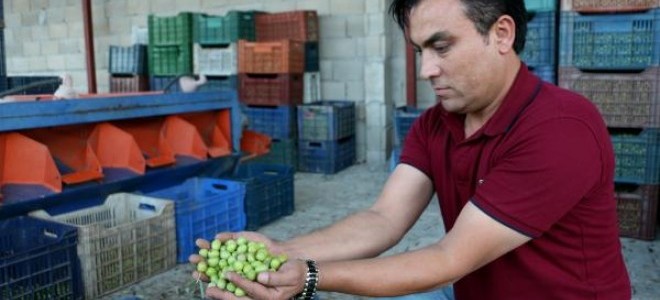 Hatay'da zeytin hasadı başladı