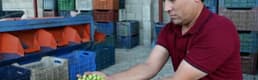 Hatay'da zeytin hasadı başladı
