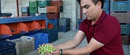 Hatay'da zeytin hasadı başladı