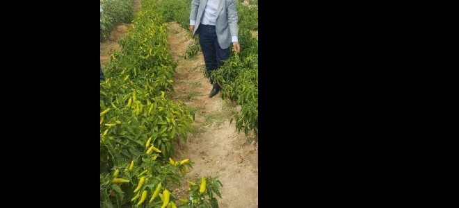 Hem seramik üretimi yapıyor hem de sebze-meyve yetiştiriyor