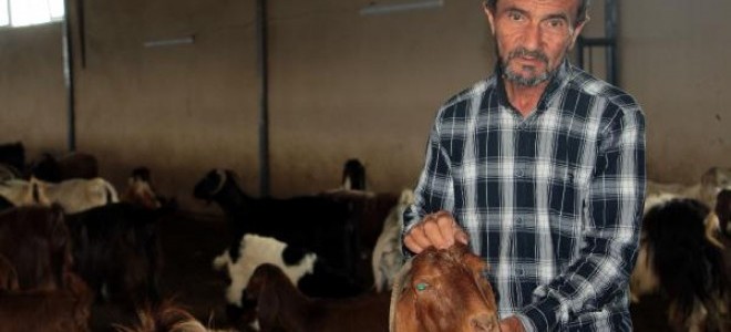 Hibeyle Kurduğu Işletmede Keçi Eti Ve Sütü Üretiyor