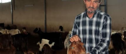 Hibeyle Kurduğu Işletmede Keçi Eti Ve Sütü Üretiyor