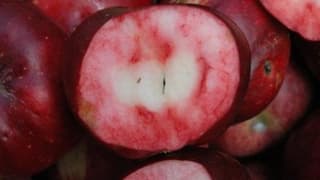 İçi de dışı da kırmızı elmayı tescillemek istiyorlar