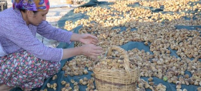 İncir cipsi ihraç ürünü oldu