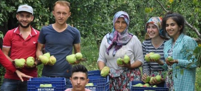 İnegöl'de Armut Hasadı Sancılı Başladı