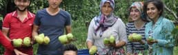 İnegöl'de Armut Hasadı Sancılı Başladı