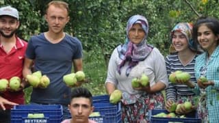 İnegöl'de Armut Hasadı Sancılı Başladı