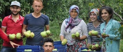 İnegöl'de Armut Hasadı Sancılı Başladı