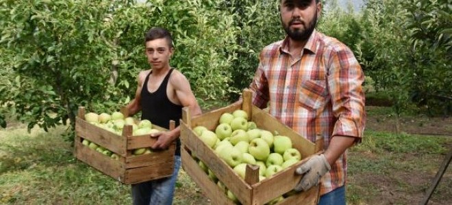 Isparta'da 700 bin ton elma rekoltesi bekleniyor