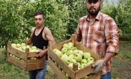 Isparta'da 700 bin ton elma rekoltesi bekleniyor