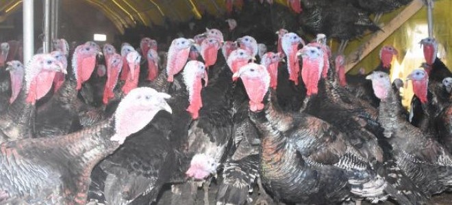 İstanbul'da Pazar Kapandı, Hindiler Elde Kaldı