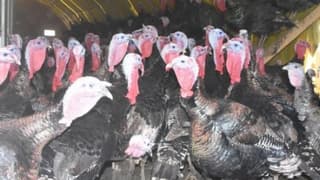 İstanbul'da Pazar Kapandı, Hindiler Elde Kaldı