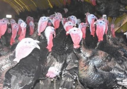 İstanbul'da Pazar Kapandı, Hindiler Elde Kaldı