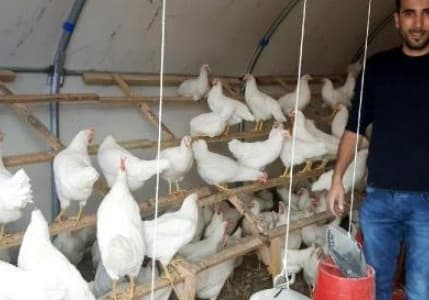 İstanbul'dan memleketine döndü, yumurta üreticisi oldu