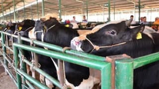 İthal Et Hamlesine Karşı Üretici İthal Yem İstedi