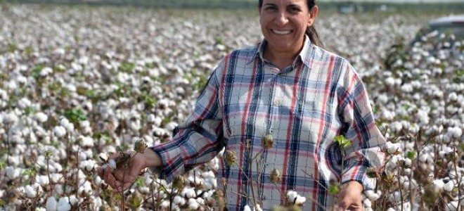 Kadın mühendisten 3 yerli pamuk tohumu