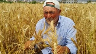 Kadirli'de Buğday Hasadı 1 Ay Erken Başladı