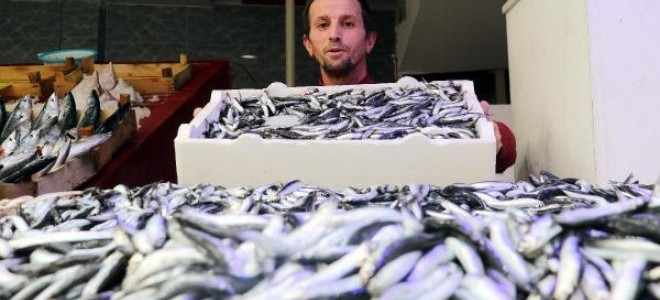 Karadeniz'de hamsi bolluğu
