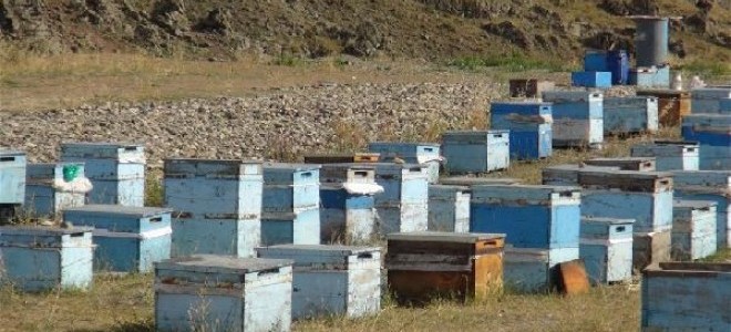 Karslı arıcıları iklim değişikliği vurdu; verim düşük
