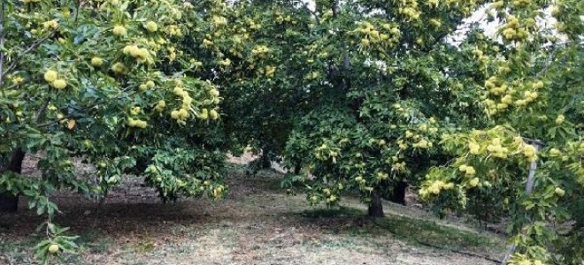 Kiraz Kestanesi Avrupa Yolcusu