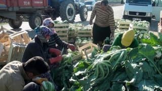 Kışlık sebze yetiştirerek 50 kişiye iş kapısı açtı