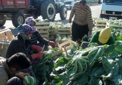Kışlık sebze yetiştirerek 50 kişiye iş kapısı açtı