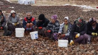 Kozalaklardan Tohum Çıkarma, Gelir Kapısı Oldu