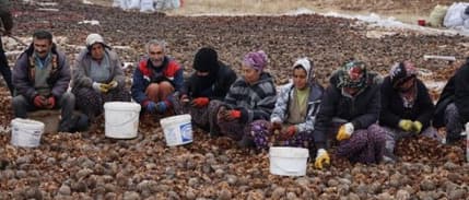 Kozalaklardan Tohum Çıkarma, Gelir Kapısı Oldu