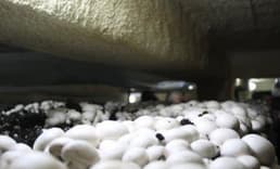Kültür mantarcılığı beldenin geçim kaynağı oldu