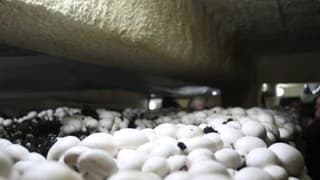 Kültür mantarcılığı beldenin geçim kaynağı oldu