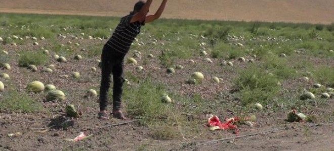 Kuraklık Muş karpuzunu vurdu