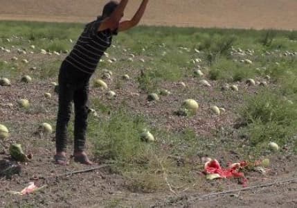 Kuraklık Muş karpuzunu vurdu