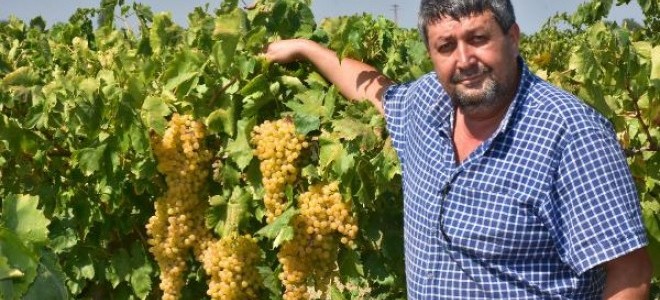 Kuru Üzüm Üreticisi Kilosuna 9 Tl Fiyat Istiyor