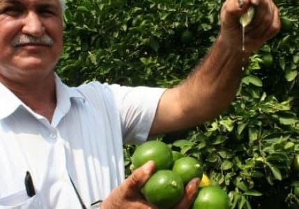 Limon altın yılını yaşayacak
