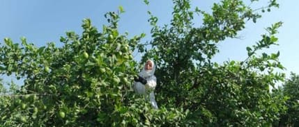 Limon ve narda rekolte düştü