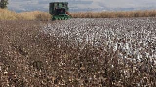 Makineleşme, 'beyaz altın'da üretimi 5'e katladı