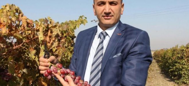 Manisa'da iki yeni üzüm çeşidi tescillendi