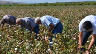 Manisa'da Pamuk Hasadı Başladı