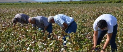 Manisa'da Pamuk Hasadı Başladı