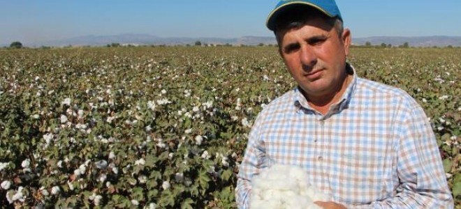 Manisalı üreticiler 'beyaz altın'a yöneldi