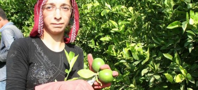Mersin'de limon hasadı başladı