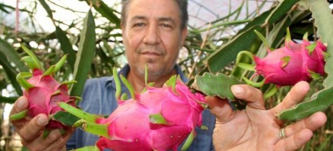 Mersin'de pitaya hasadına başlandı