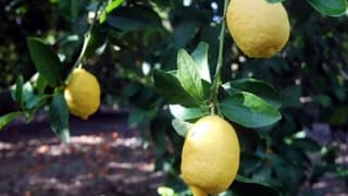 Muğla'da Narenciye Üreticisi Dertli