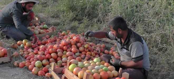 Muş'ta domatesin kilosu 40 kuruş